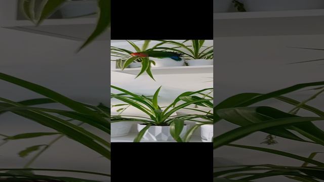 Неразлучник Пират на прогулке