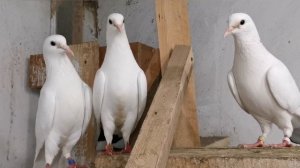 Ух как голубка защищает своего пискуна/The dove protects its bird