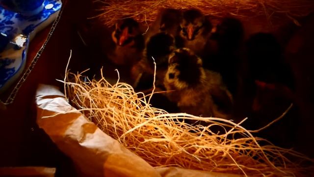 Новые цыплята виандот и истер.Black and Silver Laced Wyandotte and Ester Egger. смотреть онлайн