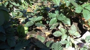 Как разводить и выращивать ежевику Киова