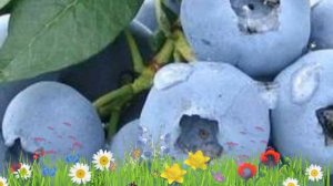 Голубика высокорослая Элизабет ? Обзор: посадка и уход. саженцы, крупномеры: описание и особенности