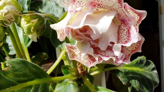Бутоны . Глоксиния Люсия смотреть онлайн