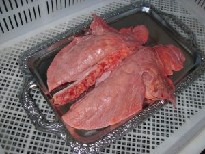 Как приготовить свиное легкое.