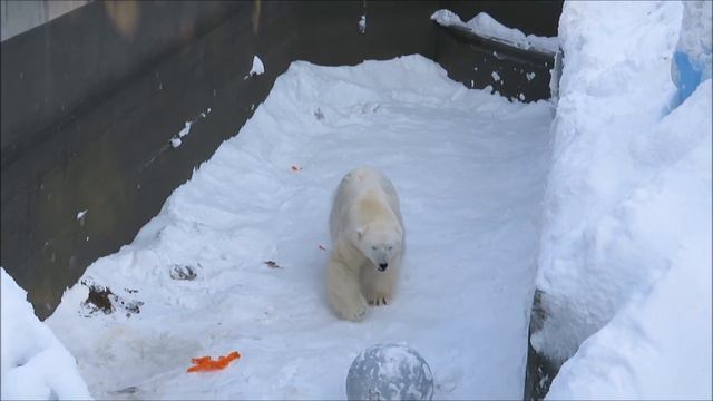 Кай играет с мячиком и выглядывает посетителей 03.02.2023 смотреть онлайн