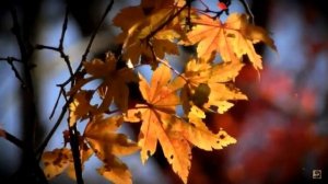 Черный кофе - С ветки падающий лист .