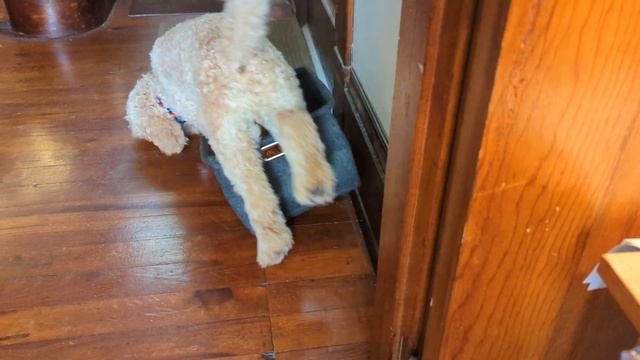 Finnegan is going crazy. смотреть онлайн