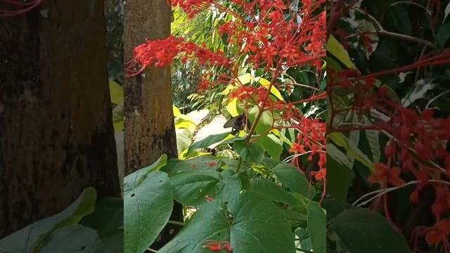 Clerodendrum paniculatum#???