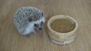 Африканский ёж и чем его кормить