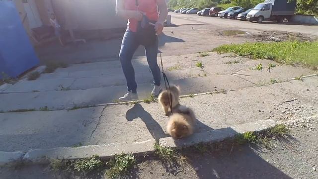 Щенкам шпица 112 дней – 16 недель. Началась смена зубов. Шпицы на сворке. Бабушке Оливии 5 лет