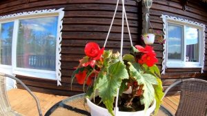 Открытая веранда к дому. Интерьер веранды: вечная мебель. Бегония - идеальный цветок для веранды?