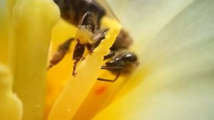 КАК ПЧЕЛЫ ДЕЛАЮТ МЁД? Всё о пчелах! ЛЕТНЯЯ ПАСЕКА НА ПРИРОДЕ, СБОР СВЕЖЕГО НЕКТАРА,тяжелый труд пчё