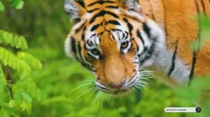 Коран сура Аль-Иншикъакъ видео 4к Миншави -Minshawiy