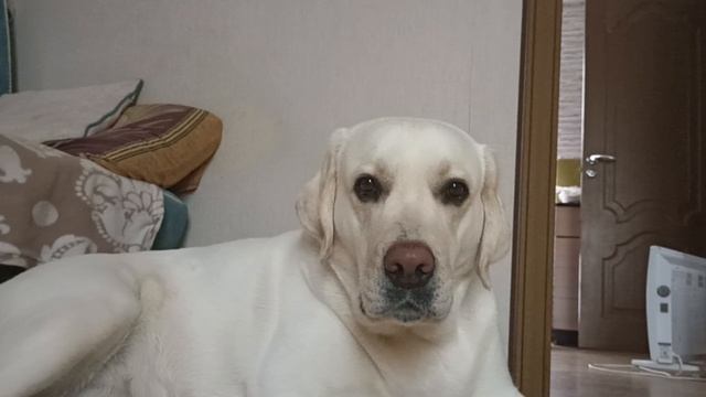 Лабрадор. чистюля