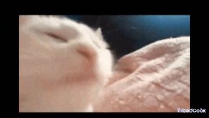 КОТИКИ ТАНЦУЮТ ПОД ФОНК