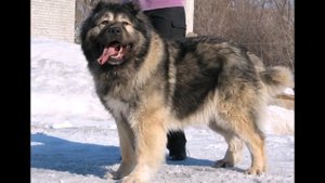 ТОП 5 ПОРОД СОБАК СИЛЬНЕЕ ВОЛКА   СОБАКИ ВОЛКОДАВЫ!САМОЕ В МИРЕ!