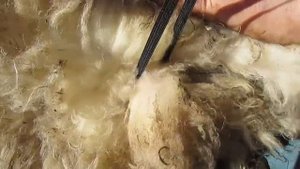 Второй способ кастрации.