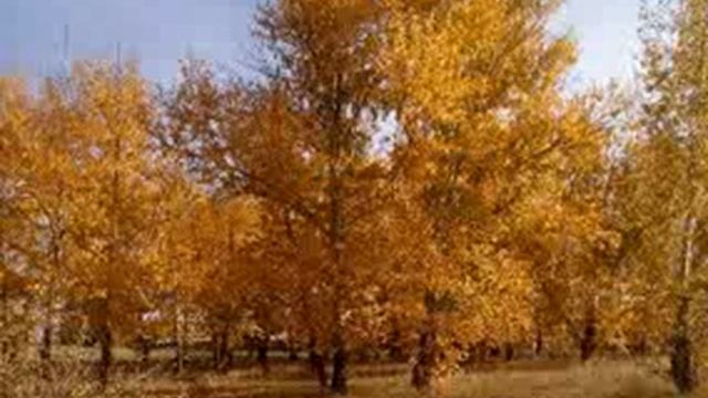 П. Ж. Ветер осенний... (дворовая песня) смотреть онлайн