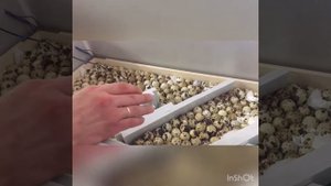 Закладка на инкубацию перепелиных яиц в самодельный инкубатор .