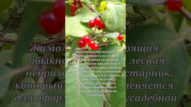 Жимолость лесная