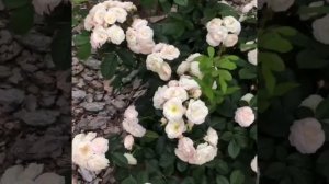 Роза Буке Парфе,Bouquet Parfit rose,Ленс,Белгия,1989 год.