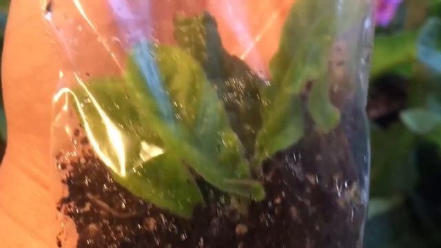 КАК ВЫРАСТИТЬ ЧУДО смотреть онлайн