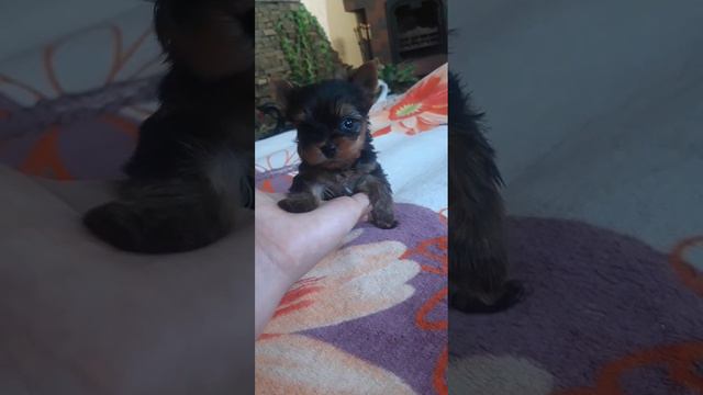 СУПЕР МАЛЫШ💙💙💙💙💙Предлагается щеночек.Пока под резерв.Крошка микро микро.Щеночек Йоркширский терьер. смотреть онлайн