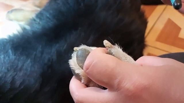 Уход за собакой. Стрижка когтей. смотреть онлайн