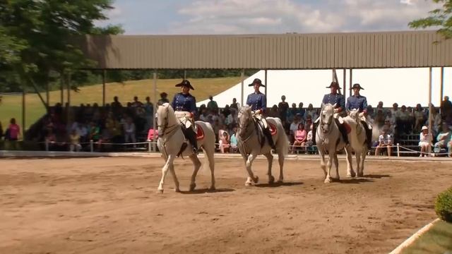 These Lipizzaner Horses Can Dance to Classical Music смотреть онлайн