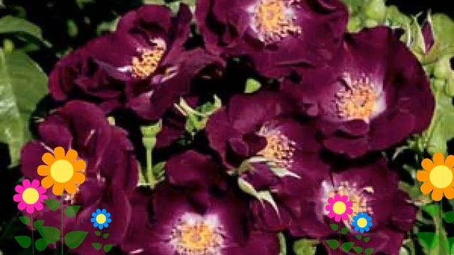 Роза плетистая Найт аул (Night Owl). Краткий обзор, описание характеристик, где купить саженцы смотреть онлайн