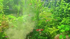 кормление рыбок декапсулированной артемией.avi