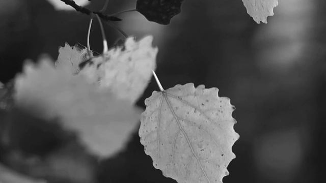 26 ноября Иоанн Златоуст Что нельзя делать 26 ноября Народные традиции и приметы смотреть онлайн