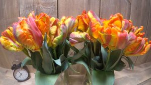 Tulip Rasta Parrot time lapse