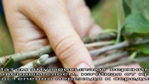 Как вырастить грушу из семечки в домашних условиях