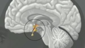 Эндокринная система человека