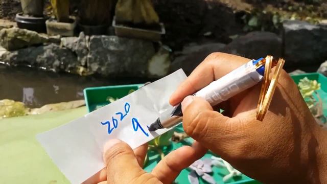 겨울철 다육이 절대 물 주지 마세요!!! 겨울철 다육식물 관리법 ; succulents ; suculentas ; 多肉植物 смотреть онлайн