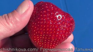 ФЕЙТ супер десертного вкуса клубника приторно сладкий