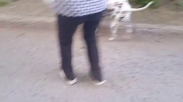 Далматин