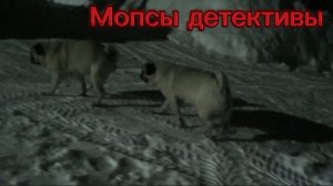 Сериал Мопсы детективы 1 серия | Сериалы про мопсов!