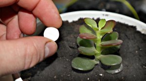 Как пересадить денежное дерево после покупки чтобы оно через год зацвело? Крассула пересадка!