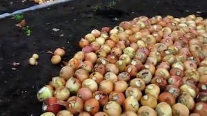 Посадка лука на выгонку и полив