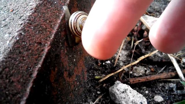 little snail hid / mały ślimak schował / маленькая улитка спрятался смотреть онлайн