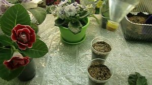 ?Фиалка, размножение фрагментом листа. Использование вермикулита. Разрыхлитель почвы? ?
