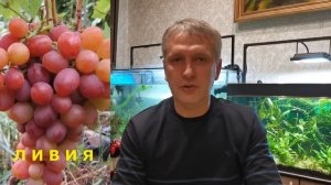 Какой виноград со мной надолго.... Сорта и формы винограда, которые не подводят.