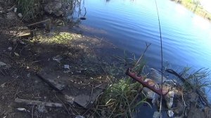 Ловля карася пикером в сентябре на сложном водоёме