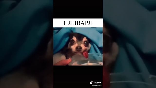 тик ток приколы