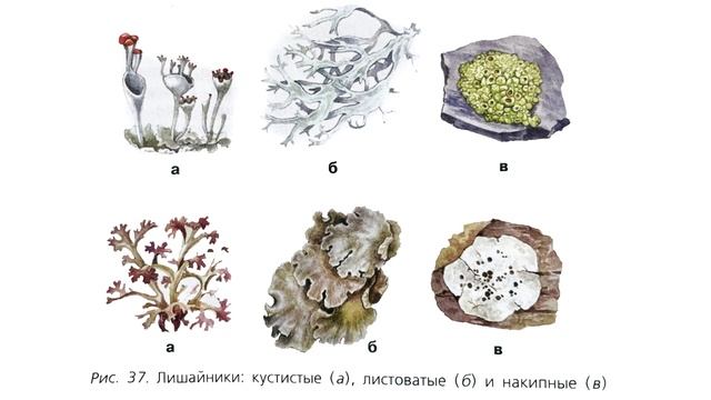 15 параграф биология