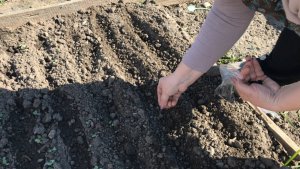 Тонкости посадки лука - чернушки На севок