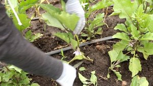 Делаю так с баклажанами и не жалею - собираю ведрами! Как пасынковать баклажаны в открытом грунте
