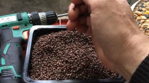 #Pigeon.Совет от Гагика. Виноградные косточки и масло для голубей.