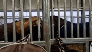 КоноВлог / Часть 2 / Конкур / Упала на старте / Maxima Stables / #4